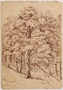 Drawing of a large leafy tree near her hiding place by a Jewish teenager